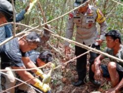 Heboh: Ular Piton Diduga Memangsa Manusia, Tinggalkan Kerangka di Hutan Buton