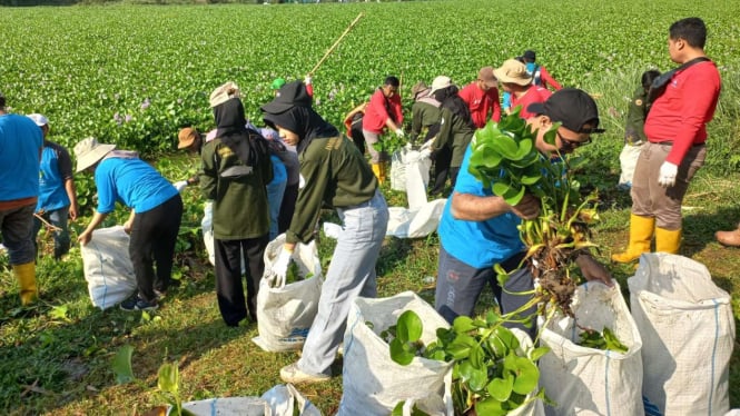 Relawan Berupaya Membersihkan Sungai Bengawan Solo yang Tertutupi Eceng Gondok dalam Jarak 5 KM