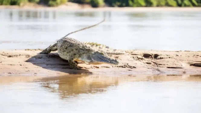 Mengerikan! Seorang Bocah SD Diserang Buaya di Sungai Arut Saat Mandi dan Mengalami Luka Parah