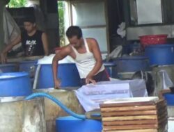 Perajin Tahu di Jombang Menjerit karena Harga Kedelai Impor Naik di Tengah Ingar-Bingar Pemilu