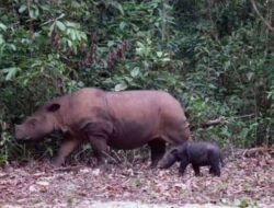 Kelahiran Bayi Badak Sumatera di Taman Nasional Way Kambas Mengusung Kabar Bahagia