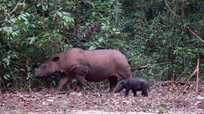 Kelahiran Bayi Badak Sumatera di Taman Nasional Way Kambas Mengusung Kabar Bahagia