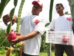 Mengubah Satu Daerah di Banyuwangi Menjadi Desa Buah Naga: Cerita Edy Lusi