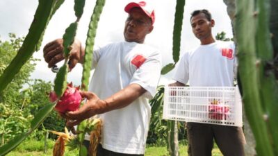 Mengubah Satu Daerah di Banyuwangi Menjadi Desa Buah Naga: Cerita Edy Lusi