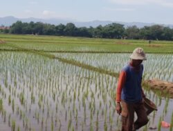 Pertanian Masih menjadi Penyumbang Utama Rumah Tangga Miskin, Inilah Faktanya