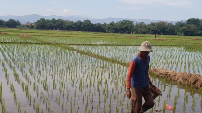 Pertanian Masih menjadi Penyumbang Utama Rumah Tangga Miskin, Inilah Faktanya