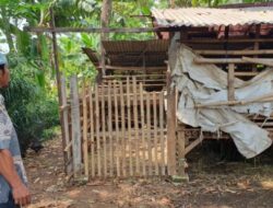 Warga Depok Menyaksikan Pencurian Kambing dengan Modus Sisakan Jeroan yang Mengerikan