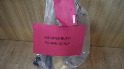 Kakek di Garut Tak Kenal Menyerah, Tanam dan Jual Ganja Kembali Dibui